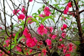 L'An Nouveau au Vietnam