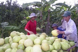 Les exportations de fruits et légumes pourraient atteindre 2,6 mds d’USD 