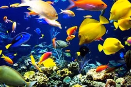 Le Vietnam et la Russie coopèrent dans l’étude sur la biodiversité des eaux au Centre 