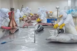 Reprise des exportations de thon