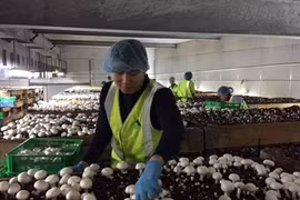 Le Vietnam et l’Australie s’associent en faveur des jeunes diplômés