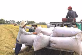  De belles perspectives pour les exportations nationales de riz