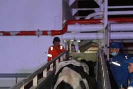 TH importe près de 1.800 vaches laitières des Etats-Unis