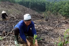 Les coopératives encouragées à participer au boisement