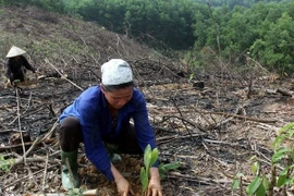 Les coopératives encouragées à participer au boisement