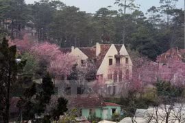 Bientôt un Festival des fleurs de cerisiers Da Lat