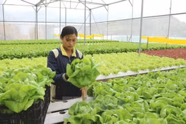 Lam Dong crée un fonds d’assistance à la start-up