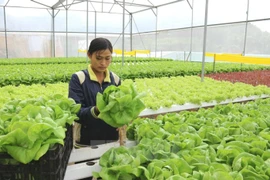 Lam Dong crée un fonds d’assistance à la start-up