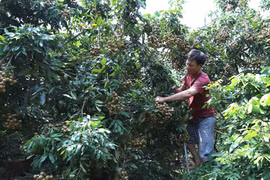 Hung Yên, royaume des longaniers