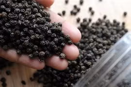 Les Etats-Unis, premier débouché du poivre du Vietnam