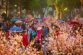 Un festival des fleurs de cerisier prévu à Hanoi en mars