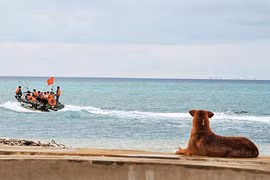 Des chiens sur l’archipel de Truong Sa