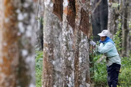 Dak Lak contribue au développement socioéconomique du Triangle de développement CLV