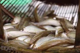 Des spécialités de la saison des crues dans le delta des Joncs