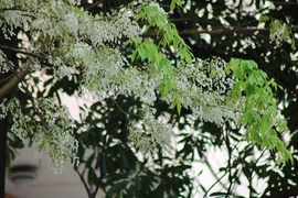 Les fleurs d’alstonia s’épanouissent à Hanoi