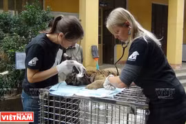 Protection des animaux sauvages au Vietnam