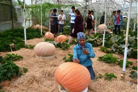 Jardin de citrouilles géantes à Dà Lat