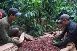 Vietnam et Indonésie veulent impulser leur coopération dans le secteur du café