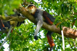 Des doucs à pattes brunes sur la péninsule de Son Tra 
