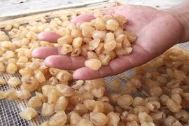 Production traditionnelle de longanes séchés à Hung Yen