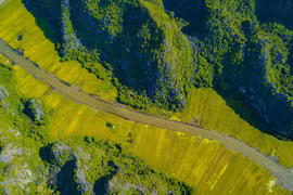 La beauté de la saison du riz mûr vue du toit de la grotte Mua (Ninh Binh)