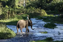 La province de Dak Lak renforce la protection des éléphants
