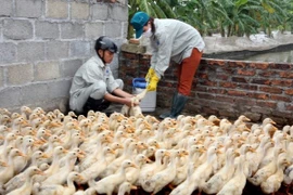Plus de 762 milliards de dongs consacrés à la lutte contre la grippe aviaire 