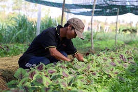 Le Japon finance un projet d’agriculture bio à Ben Tre