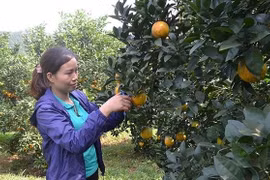 Les fruits de la croissance…