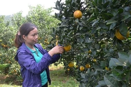 Les fruits de la croissance…