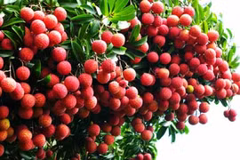 Les fruits vietnamiens sont de plus en plus attrayants aux États-Unis