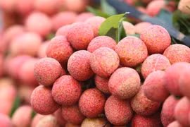 Hai Duong organisera pour la première fête des litchis