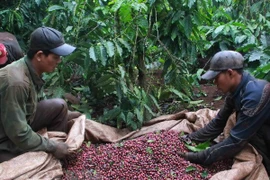 Vietnam et Indonésie veulent impulser leur coopération dans le secteur du café