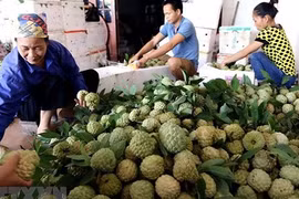 La semaine des pommes cannelles et des spécialités de Lang Son attendue en août