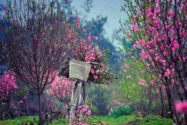 Lang Son : Bientôt la fête des pêchers du Têt Mâu Tuât 2018 