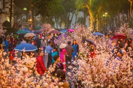 Un festival des fleurs de cerisier prévu à Hanoi en mars