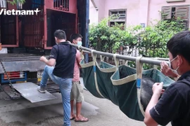 Sauvetage des trois derniers ours captifs à Lang Son
