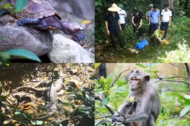 Quang Ninh: À la découverte de la faune de l'île de Ba Mùn