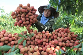 Promouvoir l'exportation du litchi de Hai Duong