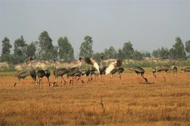 Les grues à tête rouge boudent le Vietnam