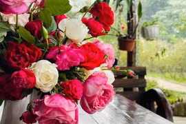 Découvrir un jardin de roses anciennes du Vietnam honoré par le monde