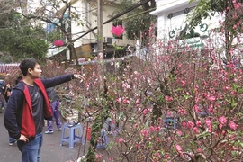  Les cinq marchés aux fleurs du Têt réputés de Hanoï