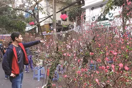  Les cinq marchés aux fleurs du Têt réputés de Hanoï