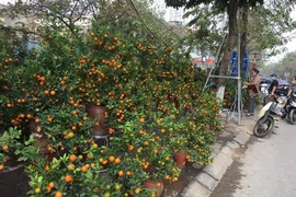 Têt: Ambiance morne au marché aux fleurs et plantes ornementales à Hanoï