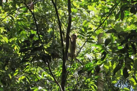 Binh Phuoc: quatre animaux sauvages relâchés dans le Parc national de Bu Gia Map