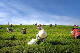 L'Indonésie alloue 3,4 milliards de dollars à l'agriculture à haute technologie