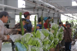 Des projets agricoles au Cambodge soutiennent le changement d'emploi des Vietnamiens