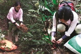 Une Professeure agrégée passionnée par la flore