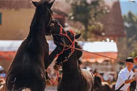 Performances spectaculaires à la course hippique de Bac Ha 2020