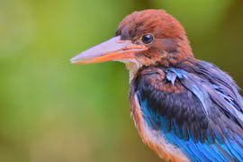 Réserve de biosphère de Kon Ha Nung - un cadeau inestimable de la nature